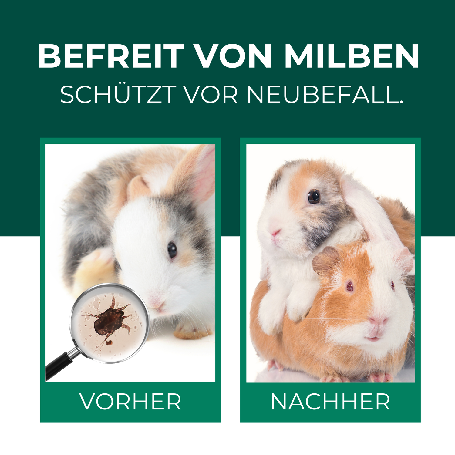 Vorher-Nachher-Vergleich zur Milbenbehandlung bei Nagetieren: Links – ein Meerschweinchen mit Milbenbefall, vergrößert durch eine Lupe. Rechts – zwei gesunde, milbenfreie Meerschweinchen aufeinander sitzend. Text betont 'Befreit von Milben – Schützt vor Neubefall' als Wirkung des Milbenmittels.