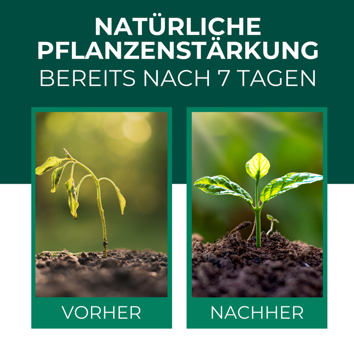 Neemöl mit Emulgator – Pflegendes Neemöl-Konzentrat für Deine Pflanzen