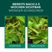 PC Nematoden gegen Nacktschnecken und Schnecken - Silberkraft