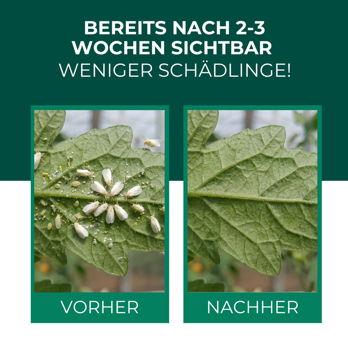 Tomatenblatt vor und nach der Behandlung mit Raubmilben gegen Weiße Fliege