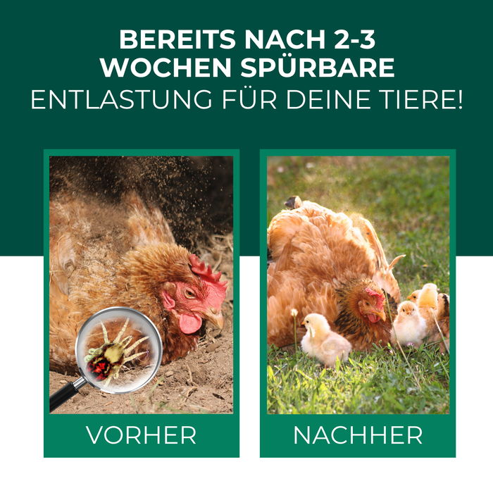 Vorher-Nachher-Vergleich: Huhn mit Vogelmilbenbefall und gesunde Hühner nach dem Einsatz der Raubmilben