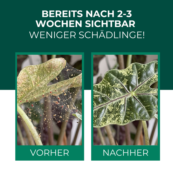 Pflanzenblatt vor und nach der Behandlung mit Raubmilben gegen Spinnmilben