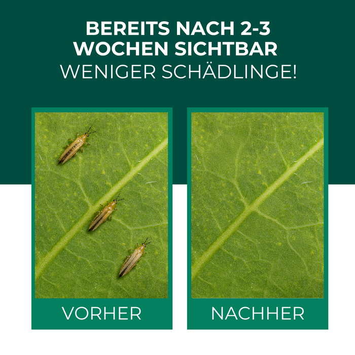 Raubmilben gegen Thripse - Silberkraft