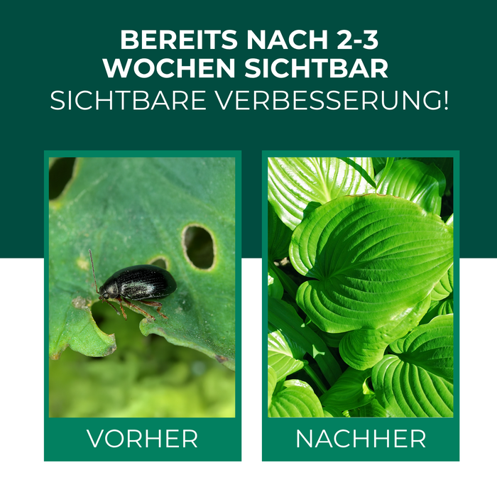 SF Nematoden gegen Erdflöhe