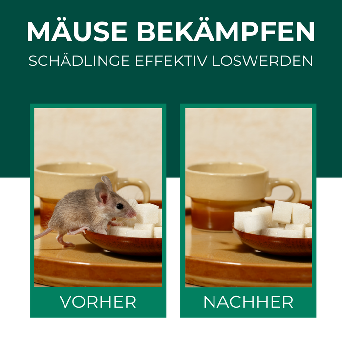 Vergleichsbild: Links eine Maus an einem Teller mit Zuckerwürfeln, rechts der gleiche Teller ohne Maus. Das Spray wird als effektive Lösung zur Mäusebekämpfung beworben.