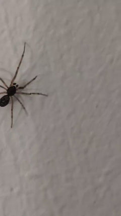 Fettspinne - Oberursel (Taunus), Hessen