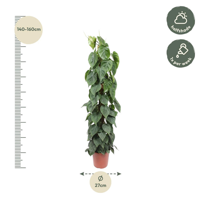 Bâton de mousse Philodendron Scandens - Ø27cm - ↕150 cm - Forte tenue pour vos plantes grimpantes 🌿