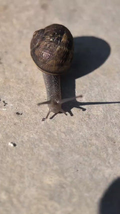 Gefleckte Weinbergschnecke