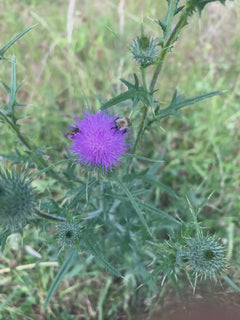 Dunkle Erdhummel