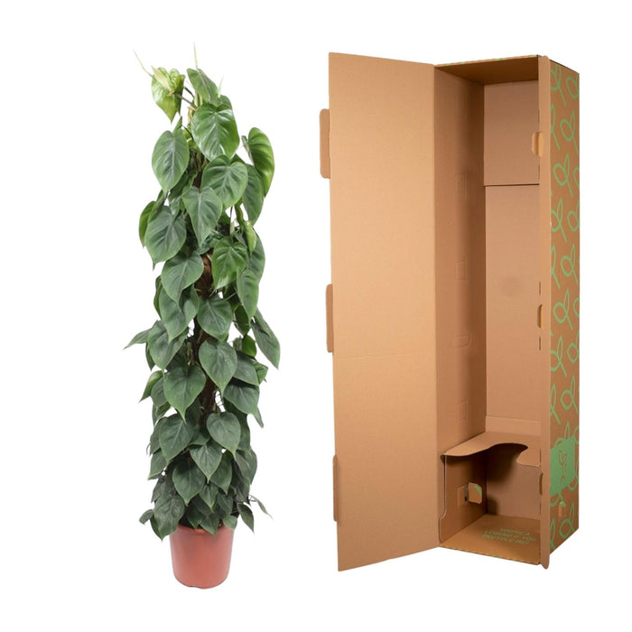 Bâton de mousse Philodendron Scandens - Ø27cm - ↕150 cm - Forte tenue pour vos plantes grimpantes 🌿