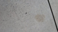 Speckkäfer