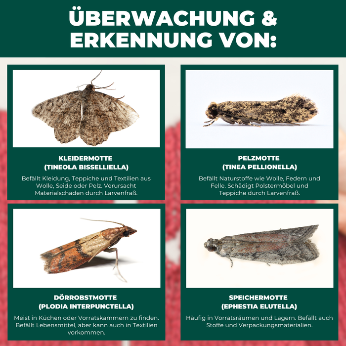 Übersicht der vier häufigsten Mottenarten: Kleidermotte (Tineola bisselliella), Pelzmotte (Tinea pellionella), Dörrobstmotte (Plodia interpunctella) und Speichermotte (Ephestia elutella).