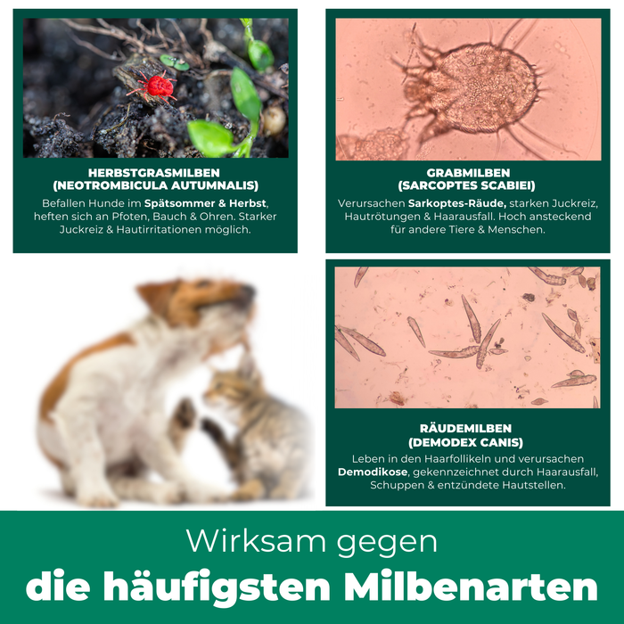 Wirksam gegen die häufigsten Milbenarten: Drei mikroskopische Aufnahmen zeigen Herbstgrasmilben, Grabmilben und Räudemilben. Herbstgrasmilben treten im Spätsommer und Herbst auf und verursachen starken Juckreiz. Grabmilben sind hoch ansteckend und führen zu Sarkoptes-Räude mit Hautrötungen und Haarausfall. Räudemilben leben in den Haarfollikeln und lösen Demodikose mit Schuppen und entzündeten Hautstellen aus. Ein unscharfes Bild eines Hundes und einer Katze symbolisiert betroffene Haustiere