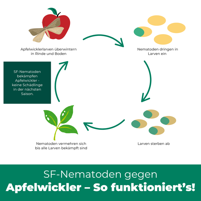 SF Nematoden gegen Apfelwickler
