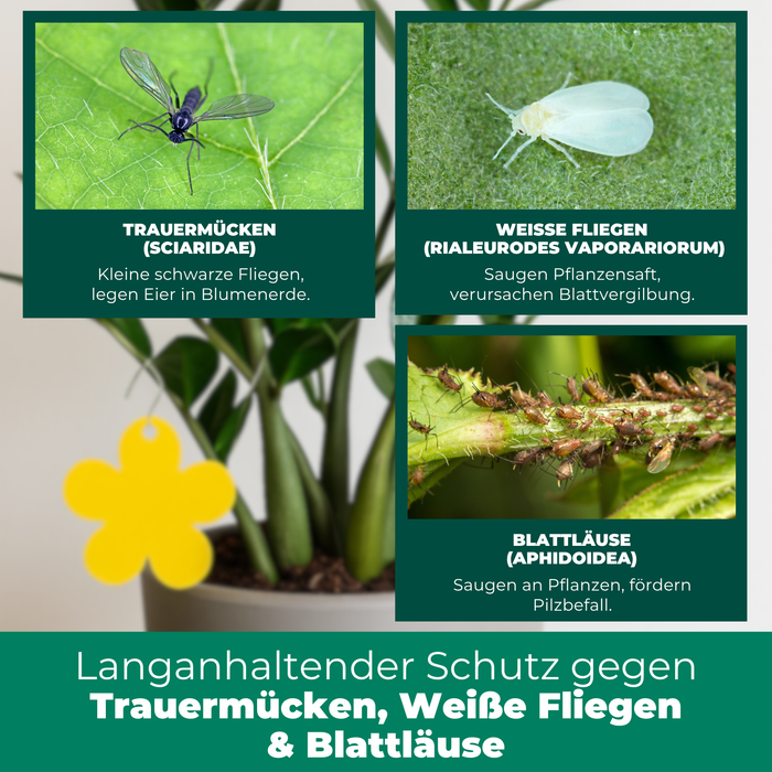 Gelbfalle Gelbtafeln Gelbsticker 12 Stück gegen Fruchtfliegen, Trauermücken, uvm.