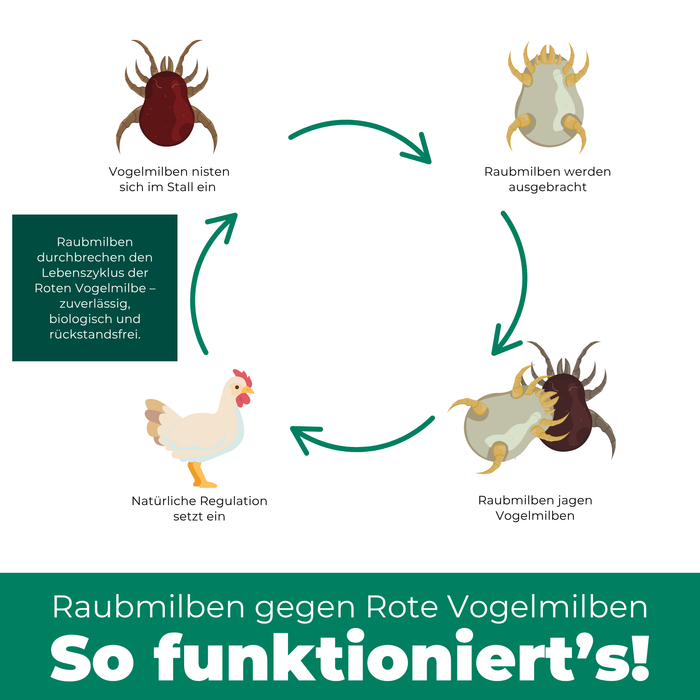 Raubmilben gegen Rote Vogelmilben