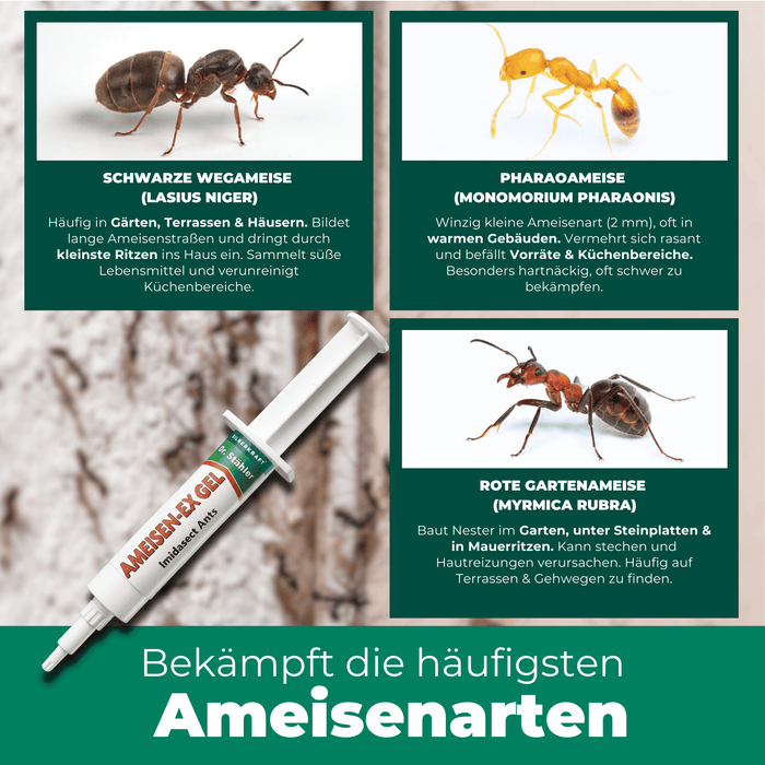 Ameisen-Ex Gel: Sofortige Lösung gegen Ameisenbefall im Innen- und Außenbereich - Silberkraft