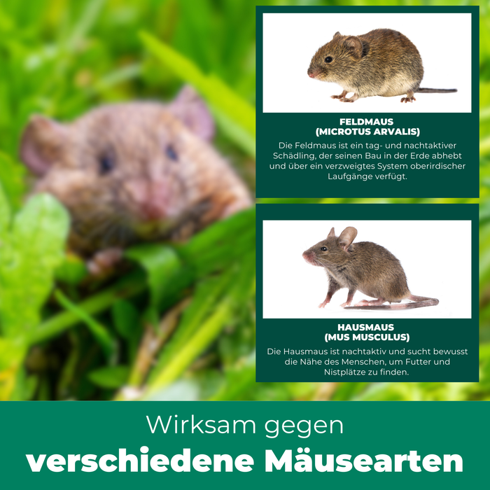 Zeigt zwei Mäusearten: Die Feldmaus (Microtus arvalis) und die Hausmaus (Mus musculus), mit kurzen Beschreibungen zu ihren Lebensgewohnheiten.