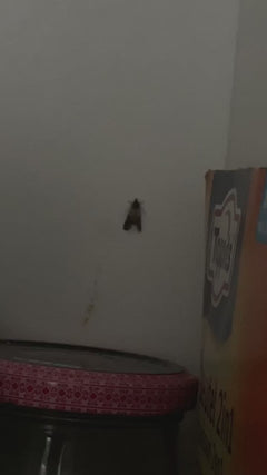 Dörrobstmotte