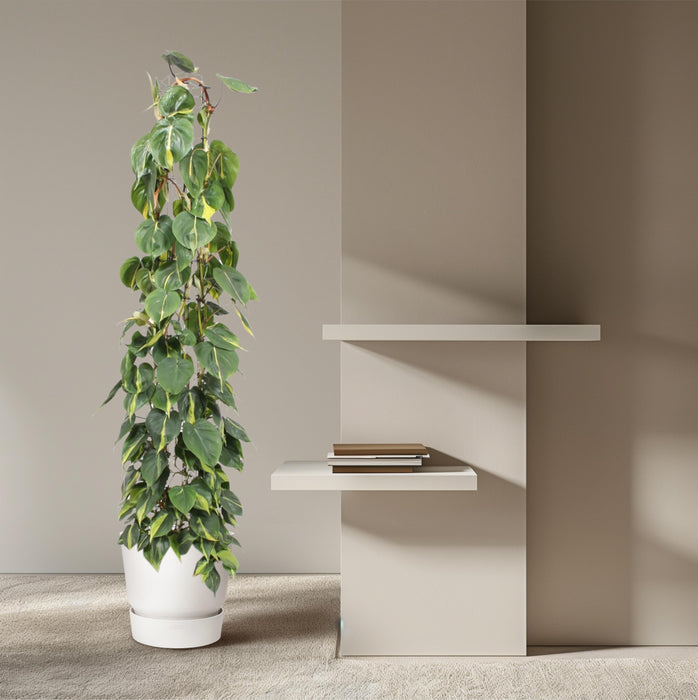 Rastrelliera in rete metallica Philodendron Scandens Brasil - Ø27cm - ↕160cm - Bellezza esotica in grande formato