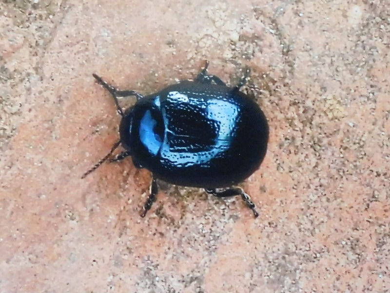 Himmelblauer Blattkäfer — Bild 1