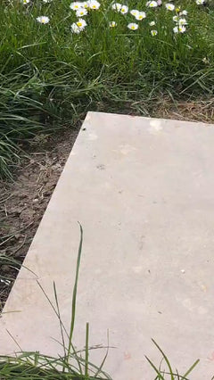 Märzfliege