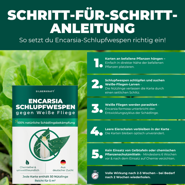 Ein frischer und grüner Salat ist im Hintergrund. Im Vordergrund ist die Verpackung des Produktes Schlupfwespen gegen Weiße Fliegen. 
