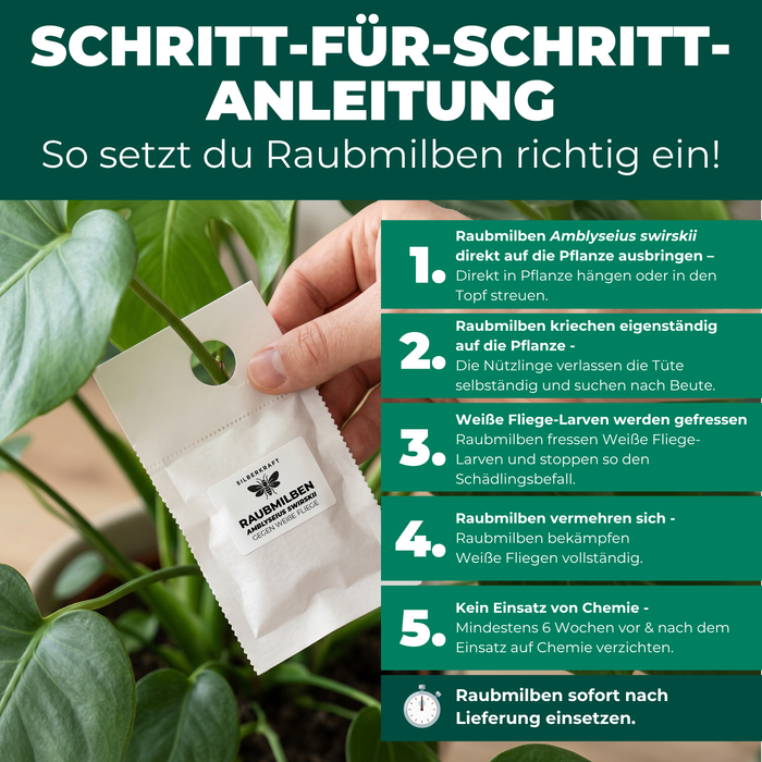 Schritt-für-Schritt-Anleitung: Raubmilben Amblyseius swirskii gegen Weiße Fliege richtig anwenden
