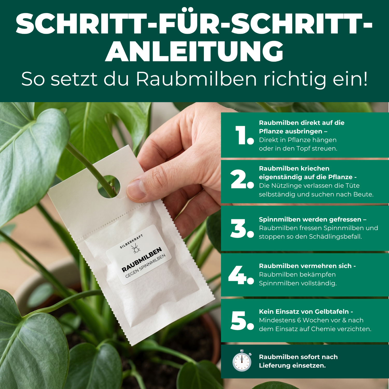 Schritt-für-Schritt-Anleitung: Raubmilben gegen Spinnmilben richtig anwenden