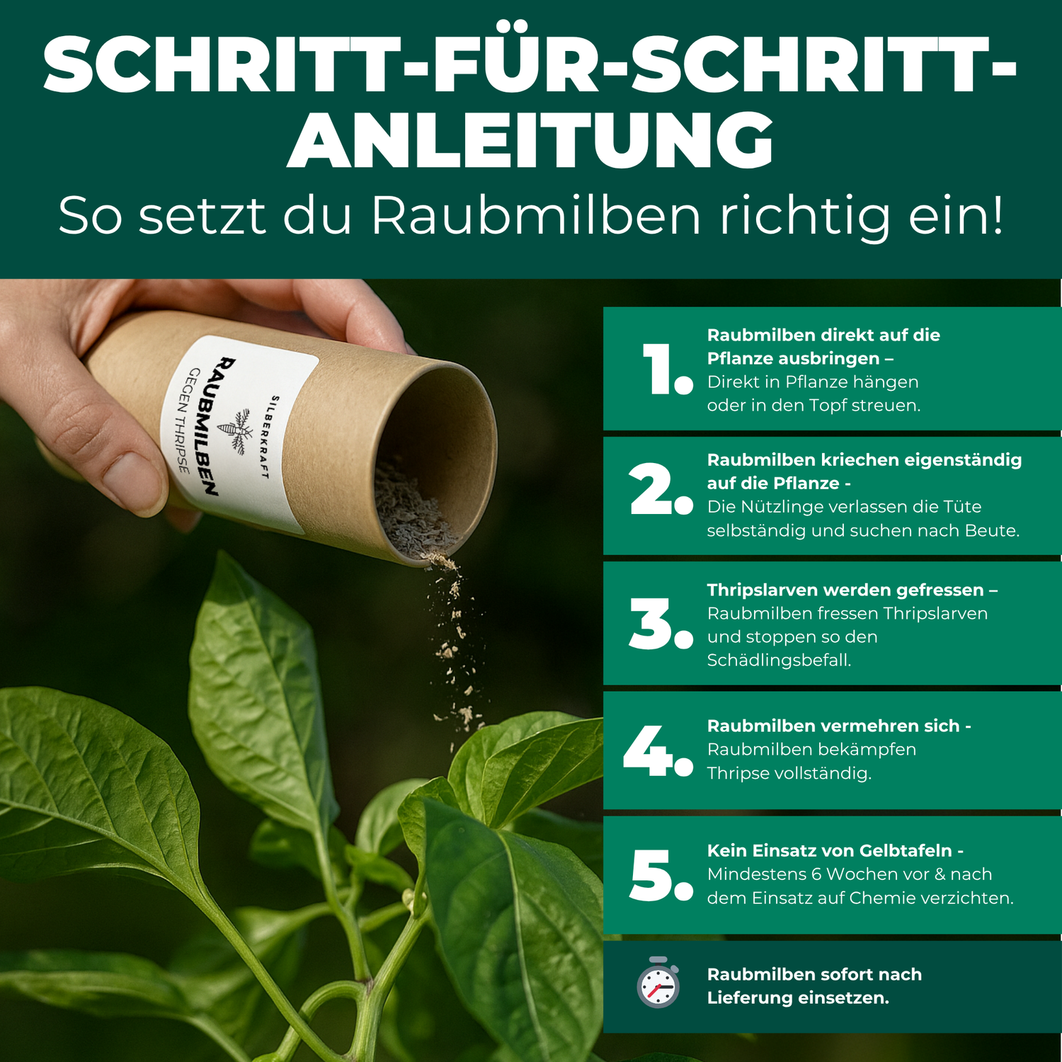 Raubmilben gegen Thripse - Silberkraft
