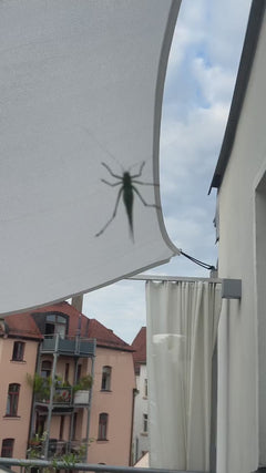 Großes Grünes Heupferd
