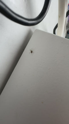 Fettspinne - Oberursel (Taunus), Hessen