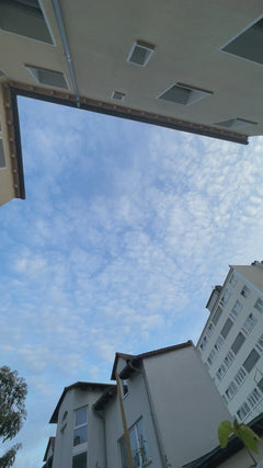 Mauersegler