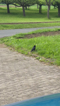 Saatkrähe