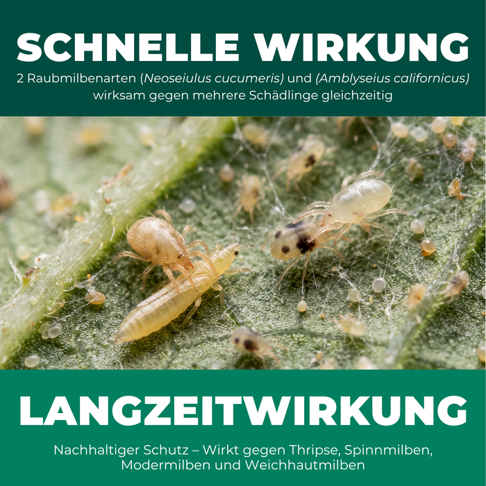 Schnelle und nachhaltige Wirkung der Raubmilben Mischung (Neoseiulus cucumeris und Amblyseius californicus) an Pflanzenblättern