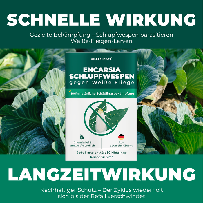 Ein Feld mit Kopfsalat auf brauner Erde. 