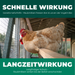 Schnelle und nachhaltige Wirkung der Raubmilben gegen Rote Vogelmilbe bei Hühnern im Stall