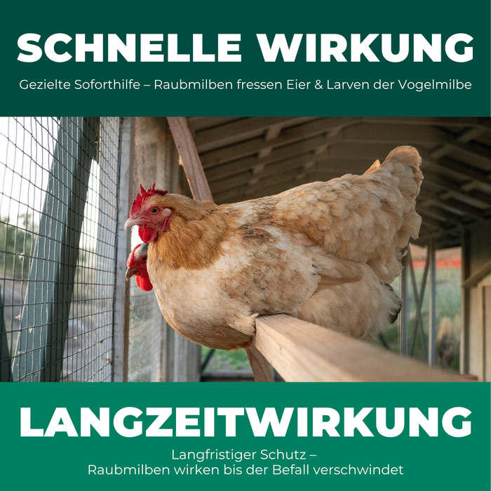 Raubmilben gegen Rote Vogelmilben