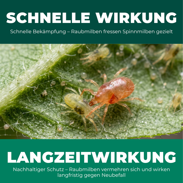 Schnelle und langfristige Wirkung der Raubmilben gegen Spinnmilben