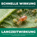Schnelle und langfristige Wirkung der Raubmilben gegen Spinnmilben