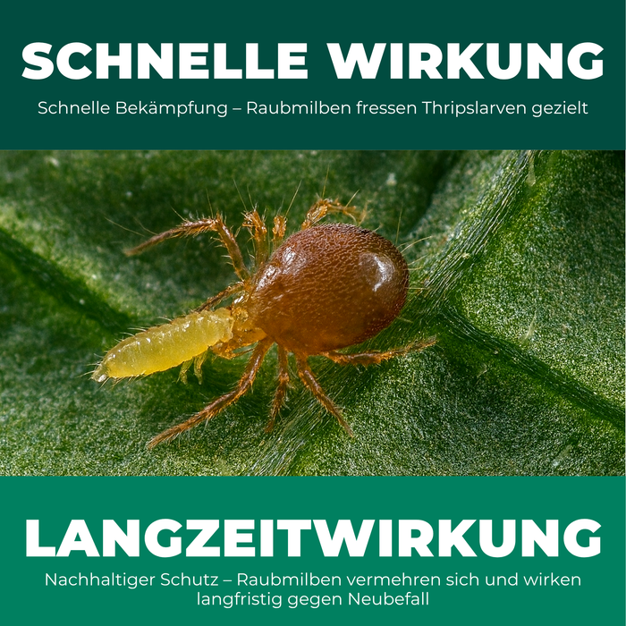Raubmilben gegen Thripse - Silberkraft
