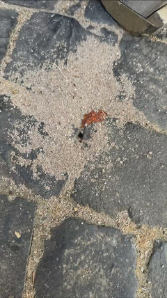 Schwarze Wegameise