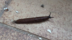 Spanische Wegschnecke