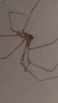 Zitterspinne