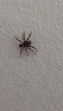 Festliche Ameisensackspinne