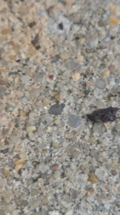Schwarze Wegameise