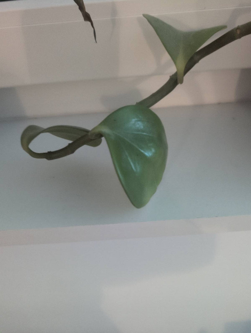 Wachsblume — Bild 4