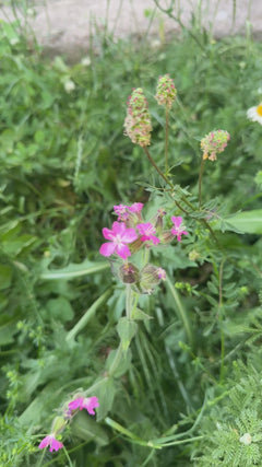 Rote Lichtnelke
