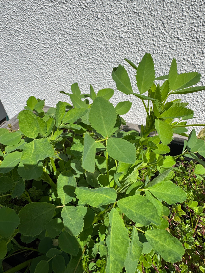 Bockshornklee — Bild 1