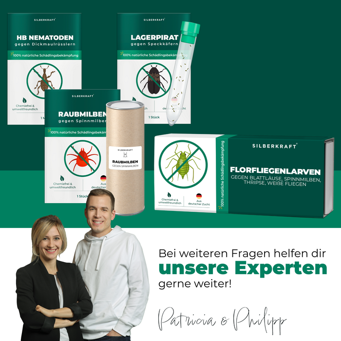 Florfliegenlarven gegen Blattläuse, Spinnmilben, Thripse, weiße Fliegen